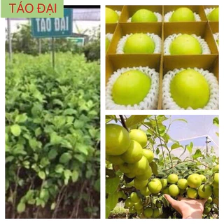 cây táo đại, quả siêu to ngọt giòn, trồng 5 tháng cho quả