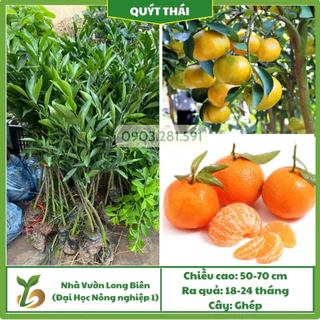 Cây Quýt Thái Giống (Cây Ghép), Giống Cây Trồng F1 Chất Lượng Cao, Chất Lượng Cao Đạt Chuẩn Nông Nghiệp 1