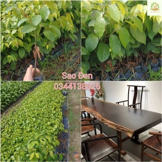 Cây Giống Sao Đen (mua 10 tặng 1)