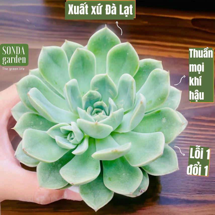 Sen đá liên đài trắng SONDA GARDEN size trung bình 10-12cm, cây cảnh trang trí nhà cửa, lỗi 1 đổi 1