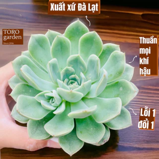 Sen đá liên đài trắng Đà Lạt size trung bình cây cảnh trang trí nhà cửa Toro garden