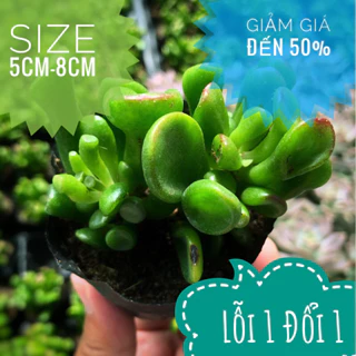 💥💥Sen Đá Ống Điếu Size Bầu