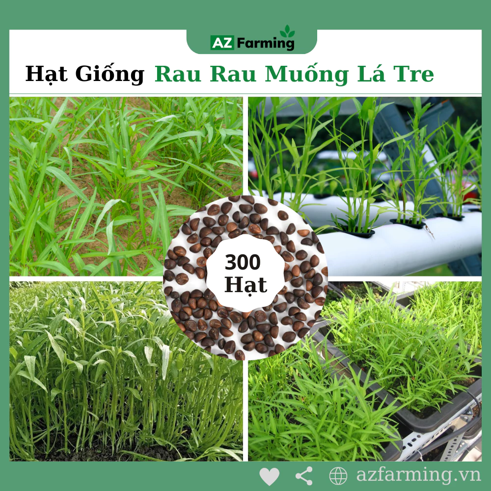 Hạt Giống Rau muống Lá Tre - Gói 300 Hạt - AZ Farming