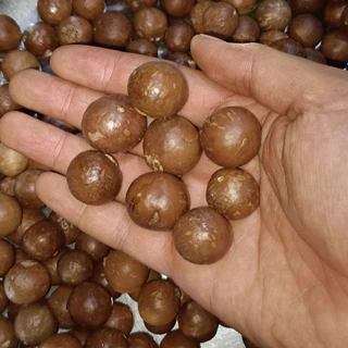 500gram hạt giống cây mắc ca