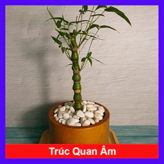 Cây Trúc Quan Âm - cây cảnh mini để bàn