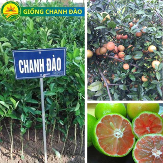 giống chanh đào chất lượng cao, chuẩn giống, cây lùn siêu trái dễ trồng