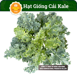 Hạt giống Cải Xoăn Kale (2Gram) - Nông Sản Vàng