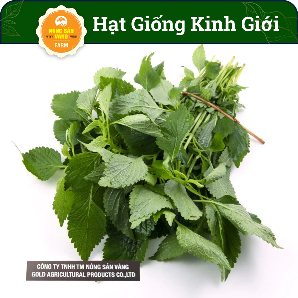 Hạt giống Cây Kinh Giới ( Gói 1 Gram ) - Nông Sản Vàng