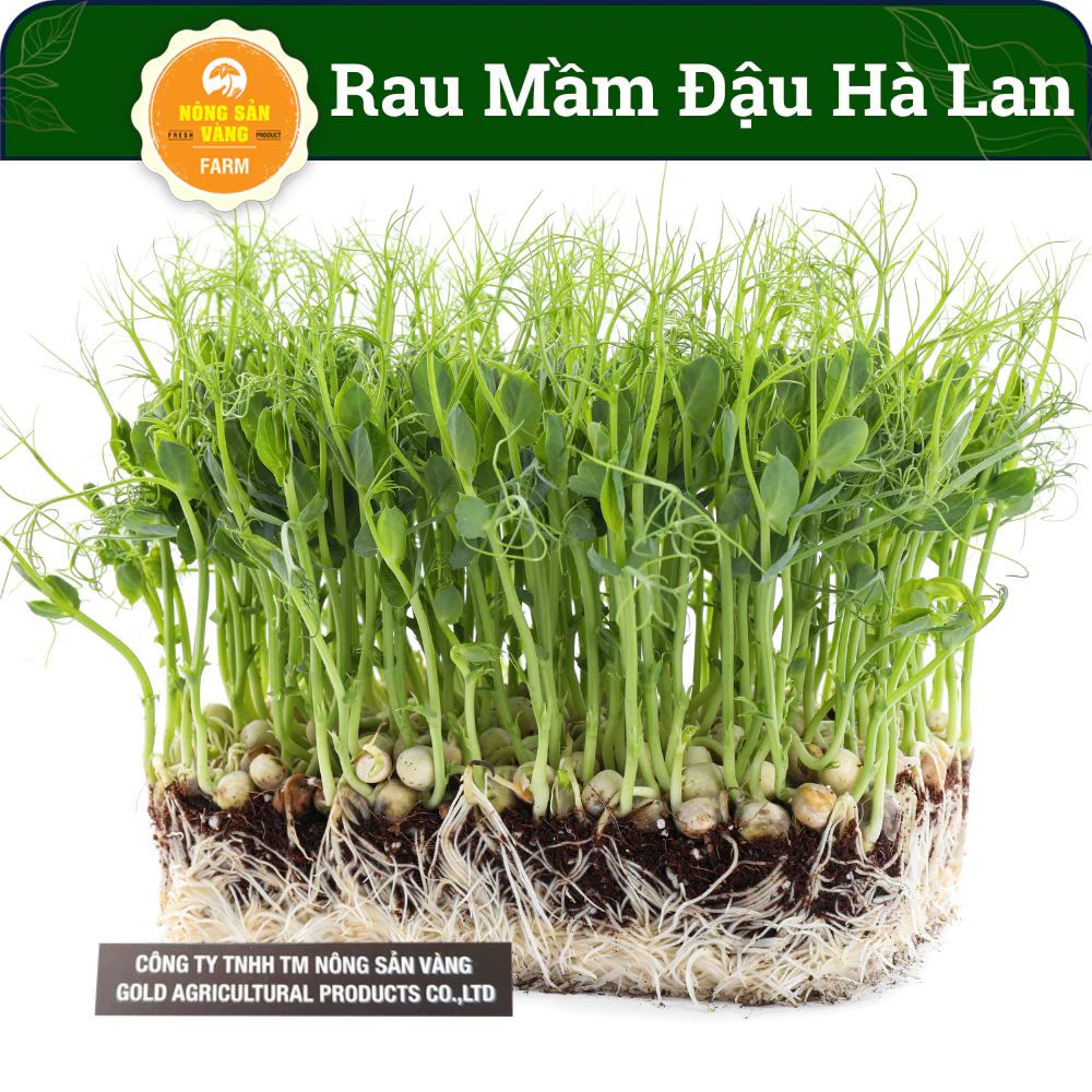 Hạt Giống Rau Mầm Đậu Hà Lan 50gr, Dinh Dưỡng Cao, Nảy Mầm Cao, Nhanh Thu Hoạch - Nông Sản Vàng