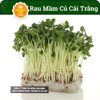 Hạt Giống Rau Mầm Củ Cải Trắng 50gr, Dinh Dưỡng Cao, Nảy Mầm Cao, Nhanh Thu Hoạch - Nông Sản Vàng