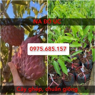 Na Đỏ Úc ( cây ghép chuẩn giống F1) "na đỏ ruột đỏ"