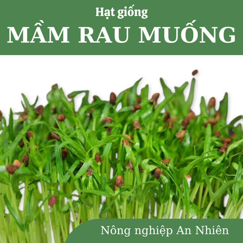 Hạt giống MẦM RAU MUỐNG cực dễ trồng, nhanh thu hoạch, năng suất cao, nảy mầm 100%, gói 50g,100g.