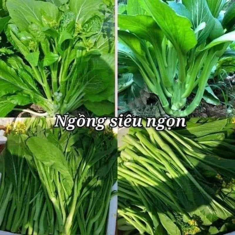 Hạt giống cải ngồng siêu ngọn 10gram