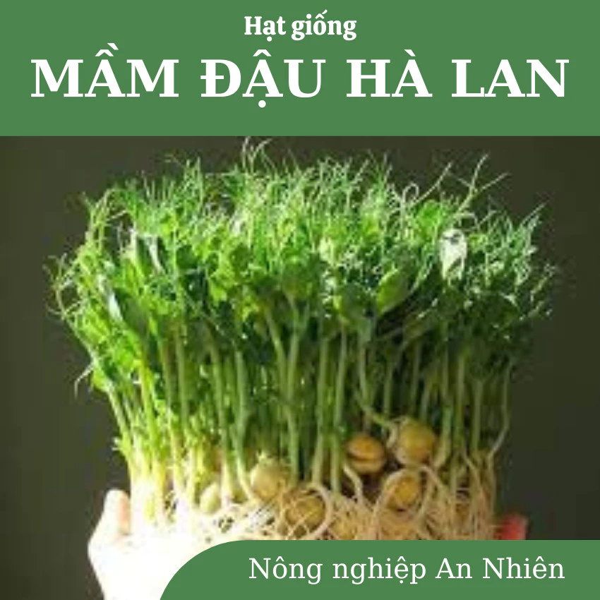 Hạt giống Rau MẦM ĐẬU HÀ LAN dễ trồng, Dinh Dưỡng Cao, Nảy Mầm Cao, Nhanh Thu Hoạch, gói 50g, 100g