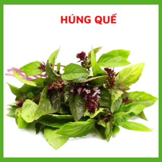 Hạt giống rau húng quế (húng chó) chất lượng cao, Hạt giống chuẩn tỉ lệ nảy mầm cao