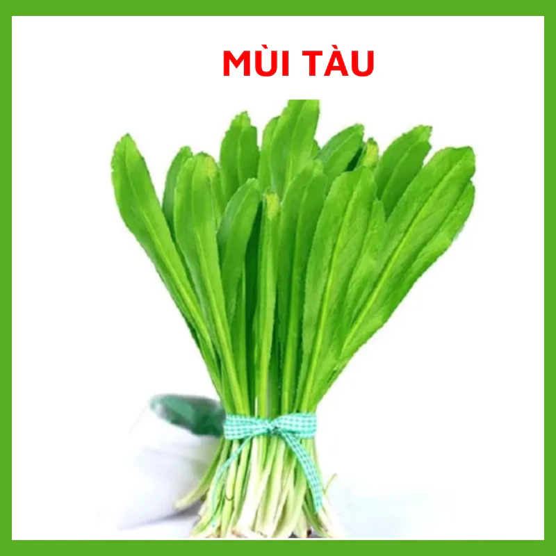 Hạt Giống Rau Ngò Gai/ Mùi Tàu - Dễ Trồng, Giòn, Thơm- Hạt giống chuẩn tỉ lệ nảy mầm cao