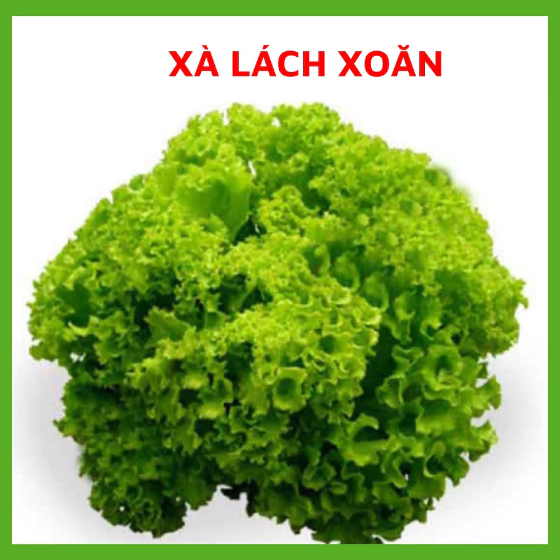 Hạt Giống Rau Xà Lách xoăn Chịu Nhiệt - Dễ Trồng Hiệu Qủa Cao, Hạt giống chuẩn tỉ lệ nảy mầm cao