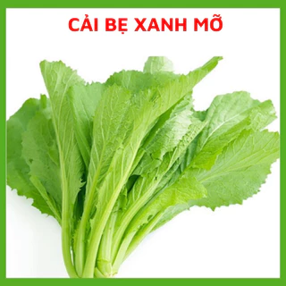 Hạt giống rau cải bẹ xanh mỡ, Hạt giống chuẩn tỉ lệ nảy mầm cao