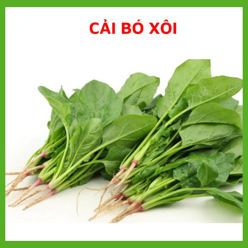 Hạt giống Cải Bó Xôi chịu nhiệt 20gr ~2500 hạt, Hạt giống chuẩn tỉ lệ nảy mầm cao