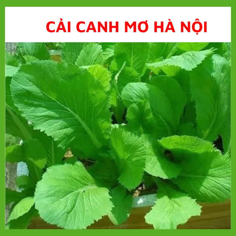 Hạt giống Cải canh mơ Hà Nội Trồng quanh năm, Hạt giống chuẩn tỉ lệ nảy mầm cao