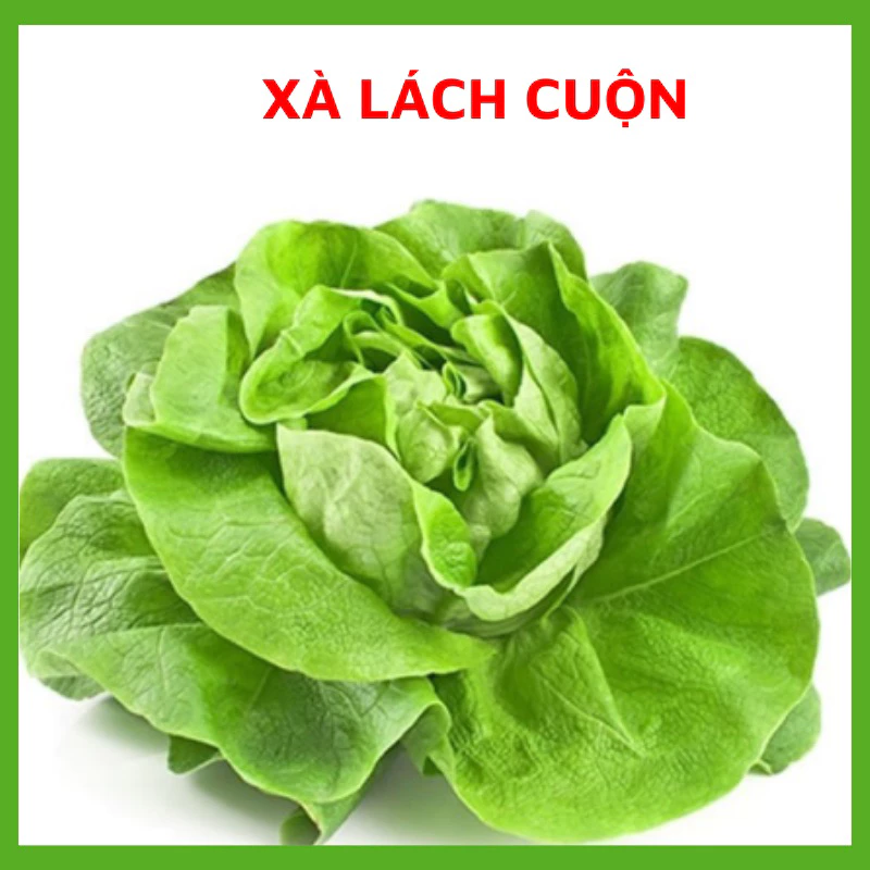 Hạt Giống Rau Xà Lách Cuốn Xanh Ngon Dễ Trồng, Hạt giống chuẩn tỉ lệ nảy mầm cao