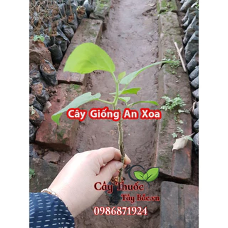 [Cây Dược Liệu] Cây Giống  An Xoa