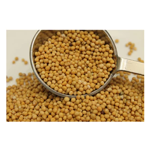 Hạt mù tạt Mustard Seed 10g