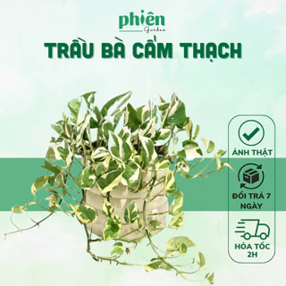 Cây Trầu Bà Cẩm Thạch chậu treo lá rũ