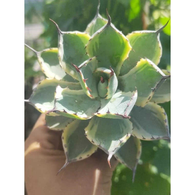 Cây Dứa Cảnh Agave lem vàng size 8cm trở lên