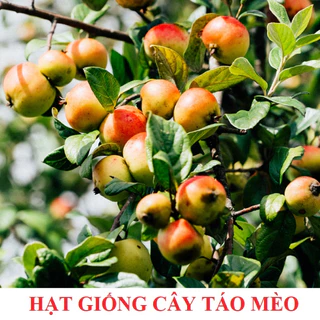 Hạt giống cây táo mèo - 20 hạt/gói