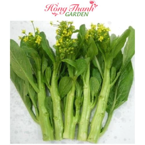 Hạt giống cải ngồng gói 20g Hồng Thanh Garden