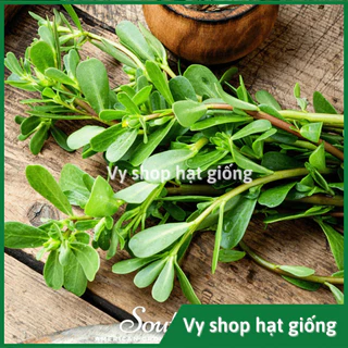 Hạt giống cây rau sam (rau trường thọ) gói 2000 hạt