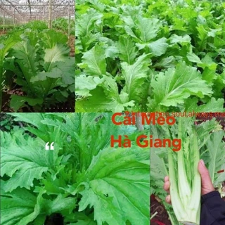 Hạt Giống Cải Mèo Chuẩn Hà Giang, Khổng Lồ, Ăn Cực Ngon rất đáng trồng