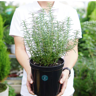 [Hoả Tốc] Cây Hương Thảo Rosemary Thuần Khí Hậu Sài Gòn Dễ Chăm Sóc | Đã Thay Chậu - Jun Garden Premium