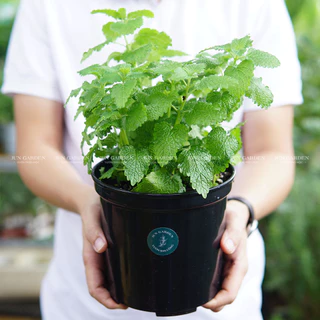 [Hoả Tốc] Cây Bạc Hà Chanh Sả Lemon Balm, Cây Gia Vị, Đuổi Côn Trùng | Đã Thay Chậu - Jun Garden Premium