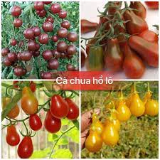 #Hạt_giống_cà_chua_hồ_lô cao_sản_F1(tặng kèm phân bón kích mầm)