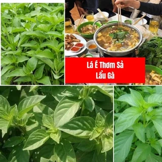 200 hạt giống lá é trắng, thơm sả 💥 đặc sản món lẩu gà, ăn cực thơm ngon