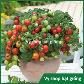 Hạt giống cà chua bi bụi lùn quả đỏ (cà chua cherry lùn) gói 50 hạt