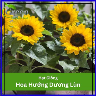 Hạt Giống Hoa Hướng Dương Lùn - Gói 30 Hạt