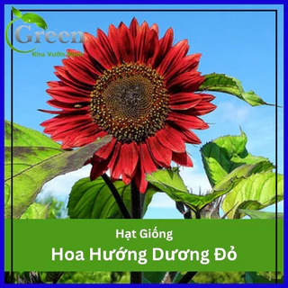 Hạt Giống Hoa Hướng Dương Đỏ