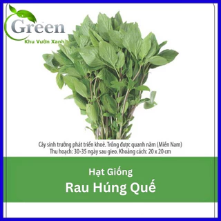 Hạt Giống Rau Húng Quế Lá To (10G)