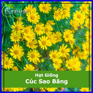 Hạt Giống Hoa Cúc Sao Băng