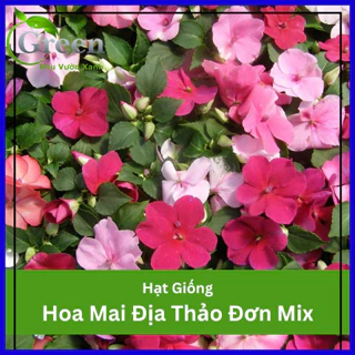 Hạt Giống Hoa Mai Địa Thảo Đơn (Ngọc Thảo Đơn) Nhiều Màu Mix - Gói 50 Hạt