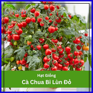 Hạt Giống Cà Chua Bi Lùn Đỏ Lai F1