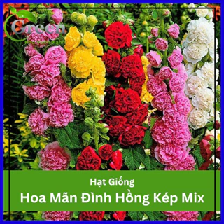 Hạt Giống Hoa Mãn Đình Hồng Kép Nhiều Màu