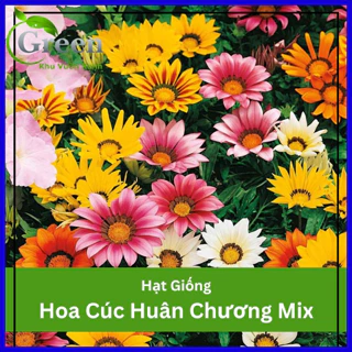 Hạt Giống Hoa Cúc Huân Chương Nhiều Màu Mix