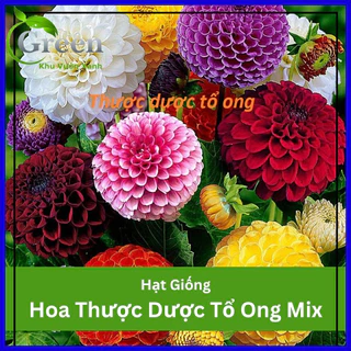 Hạt Giống Hoa Thược Dược Tổ Ong Nhiều Màu Mix