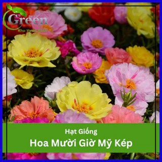 Hạt Giống Hoa Mười Giờ Mỹ Kép Mix (200H)