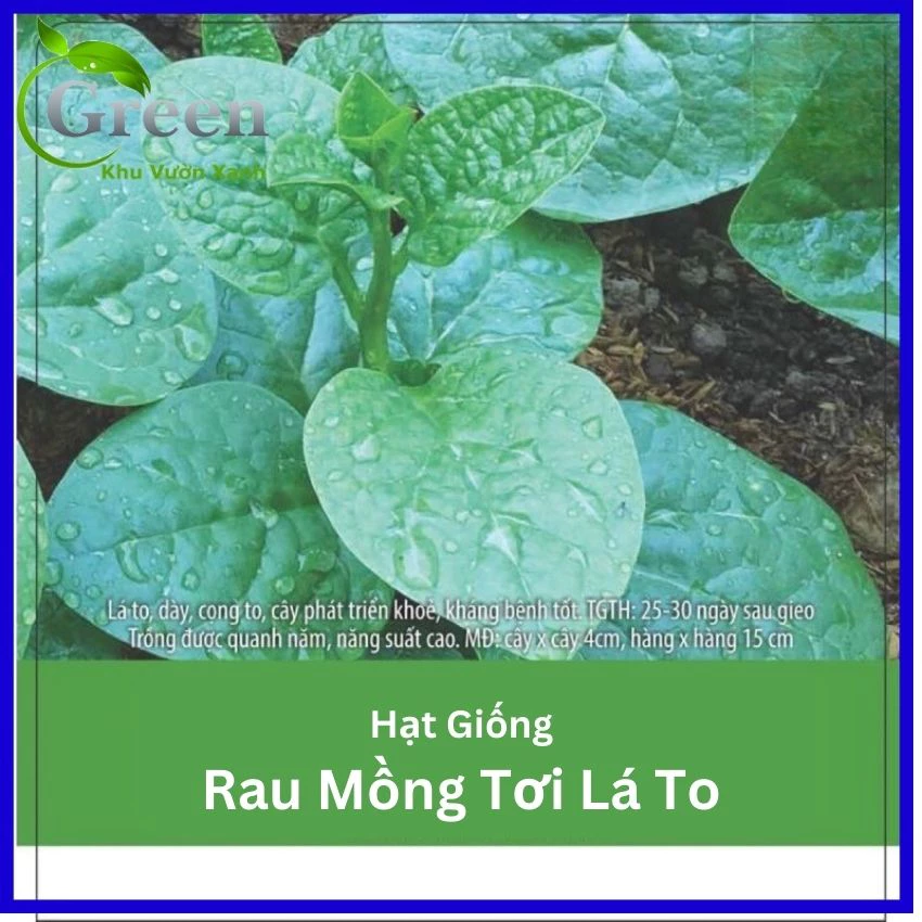 Hạt Giống Rau Mồng Tơi Lá To