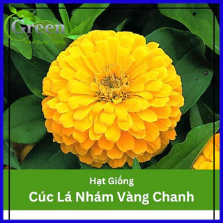 Hạt Giống Hoa Cúc Lá Nhám (Cúc Zinnia) Vàng Chanh